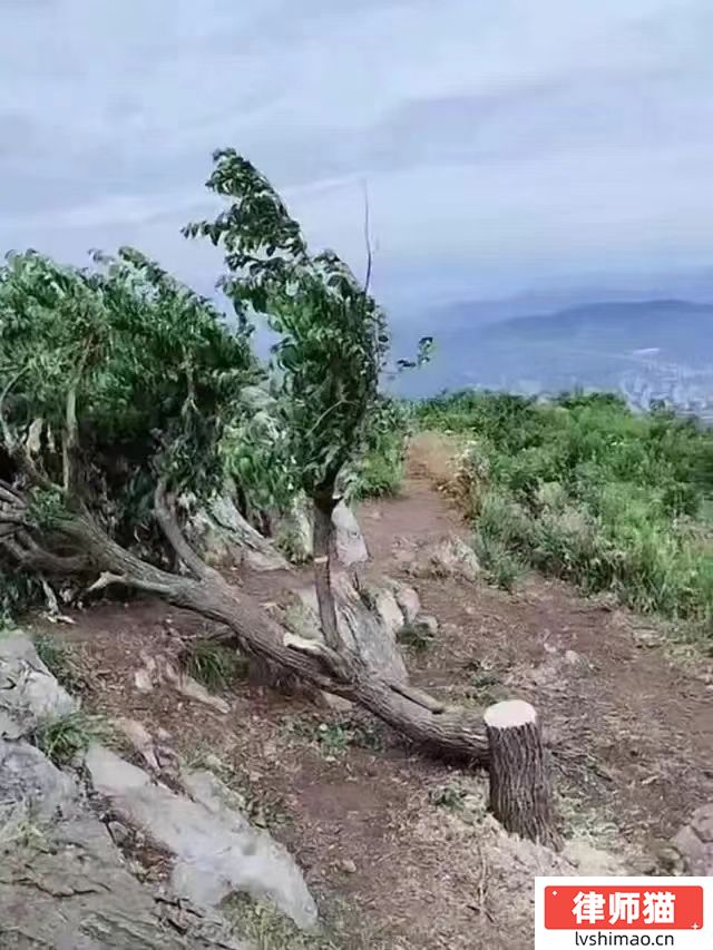 襄阳60年树龄丝棉木遭破坏 砍树的人要承担什么责任(图1)